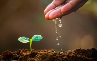 Préservation des ressources en eau par l’extension du droit de préemption agricole